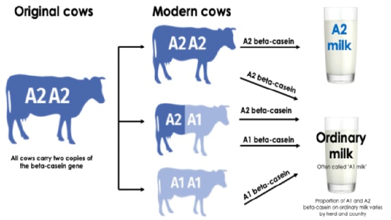 Perbedaan jenis sapi yang menghasilkan Susu A1 dan susu A2. (Foto: istimewa)