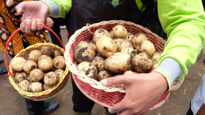 Menko Luhut Panen Kentang di Food Estate Desa Ria-Ria Sumatera Utara - Bagian 2