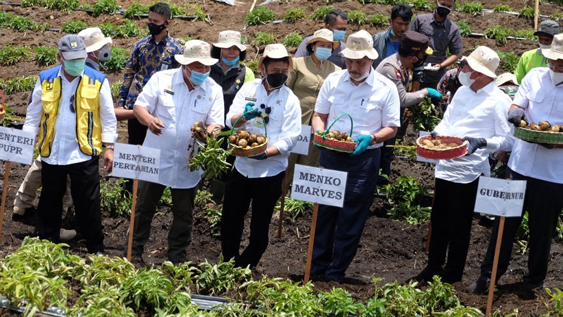 Menko Luhut Panen Kentang di Food Estate Desa Ria-Ria Sumatera Utara - Bagian 1
