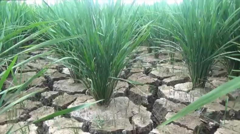 80 Hektare Lahan Pertanian di Aceh Utara Kekeringan, Petani Gagal Panen