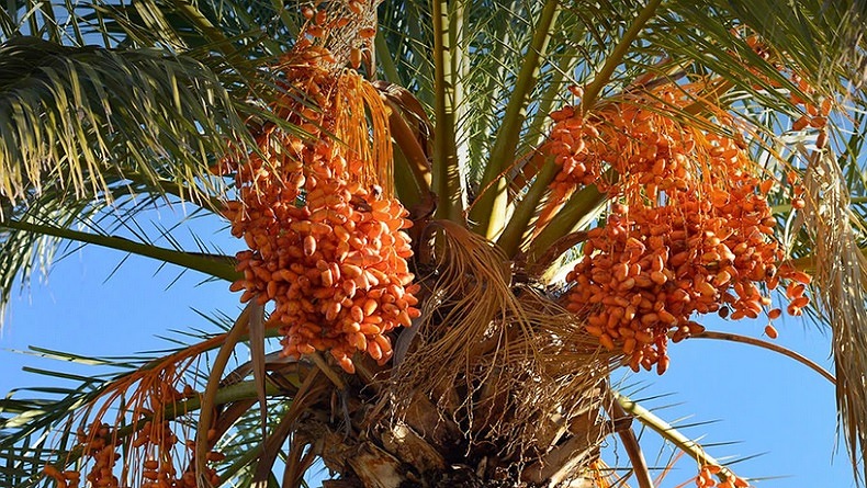 Jelang Ramadan, 100 Ton Kurma Bantuan Pemerintah Arab Saudi Akan Banjiri Indonesia