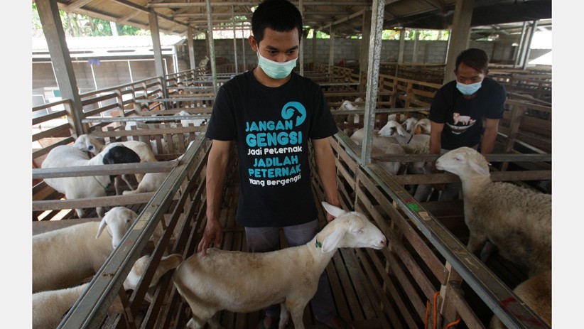 Tingkatkan Perekonomian, Warga Kendal Kembangkan Budi Daya Domba  - Bagian 3