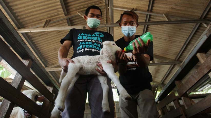 Tingkatkan Perekonomian, Warga Kendal Kembangkan Budi Daya Domba  - Bagian 4