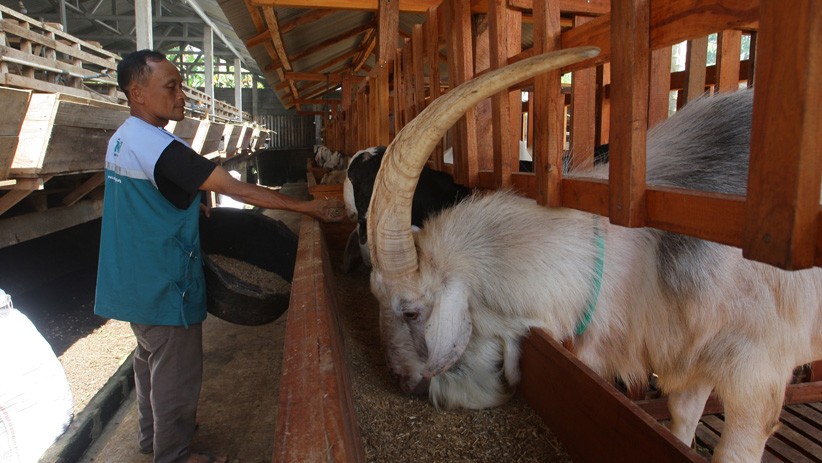 Tingkatkan Perekonomian, Warga Kendal Kembangkan Budi Daya Domba  - Bagian 2