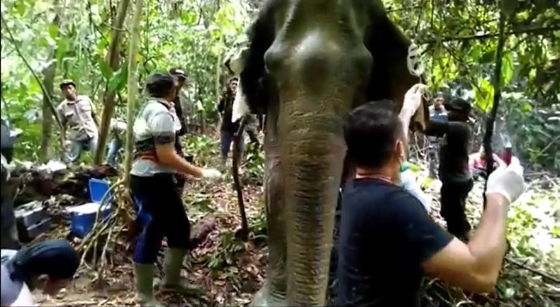 title Kabar Baik, Gajah Betina yang Luka Parah Diserang Pejantan Birahi di Aceh Timur Mulai Sehat Kabar Baik, Gajah Betina yang Luka Parah Diserang Pejantan Birahi di Aceh Timur Mulai Sehat