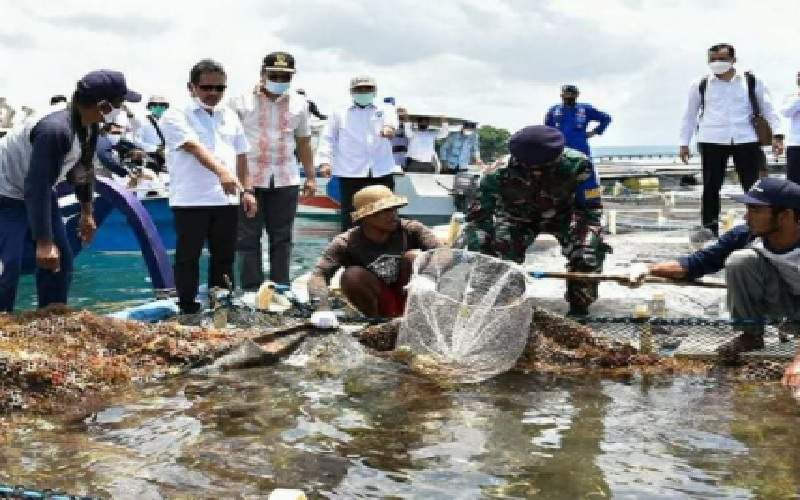 Kawasan Budi Daya Lobster Terintegrasi di NTB Dibangun Tahun Ini