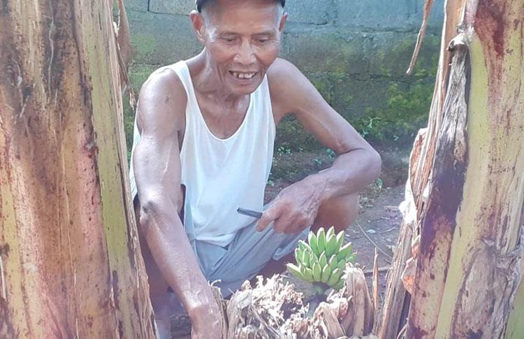 Unik, Setandan Pisang Muncul di Batang Pohon yang Ditebang karena Busuk