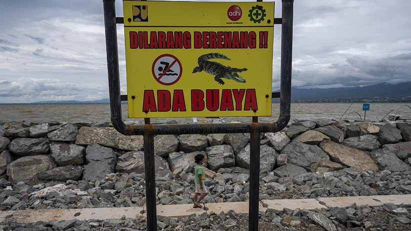 Dilarang Berenang! Pantai di Palu Jadi Habitat Buaya dan Telah Memakan Korban - Bagian 1