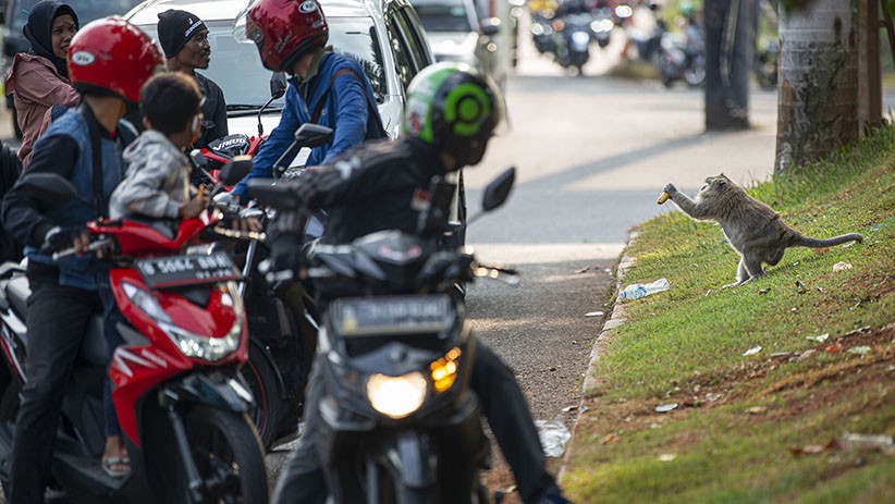 Ini Penyebab Perubahan Perilaku Monyet Suaka Margasatwa Muara Angke - Bagian 3