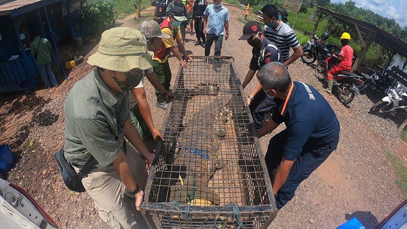 Momen Buaya Senyulong Dilepas ke Sungai Benu Banyuasin - Bagian 3