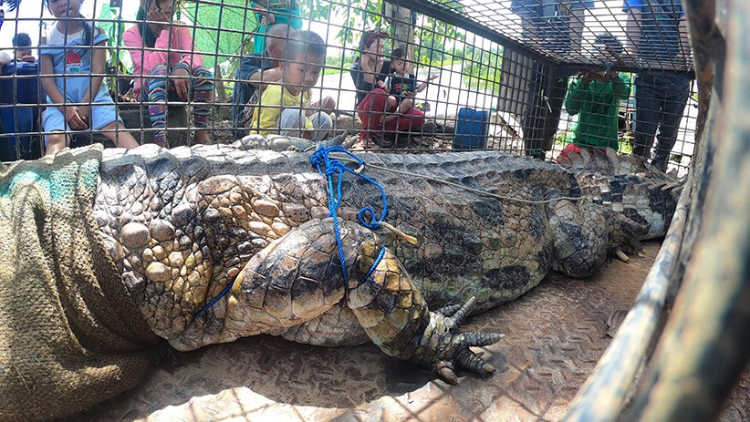 Momen Buaya Senyulong Dilepas ke Sungai Benu Banyuasin - Bagian 1