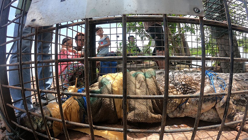 Momen Buaya Senyulong Dilepas ke Sungai Benu Banyuasin - Bagian 2