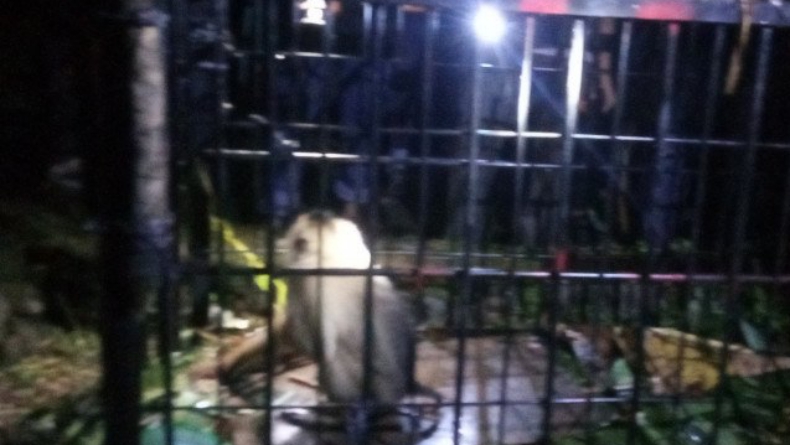 Masuk ke Asrama dan Kamar Mandi Putri, Beruk Liar di Agam Akhirnya Ditangkap