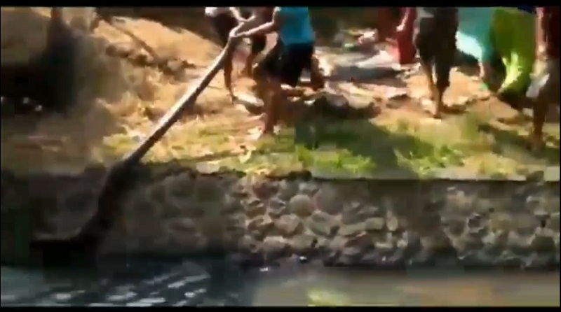 Penemuan Ular Sanca 4 Meter Gegerkan Warga Pasuruan 