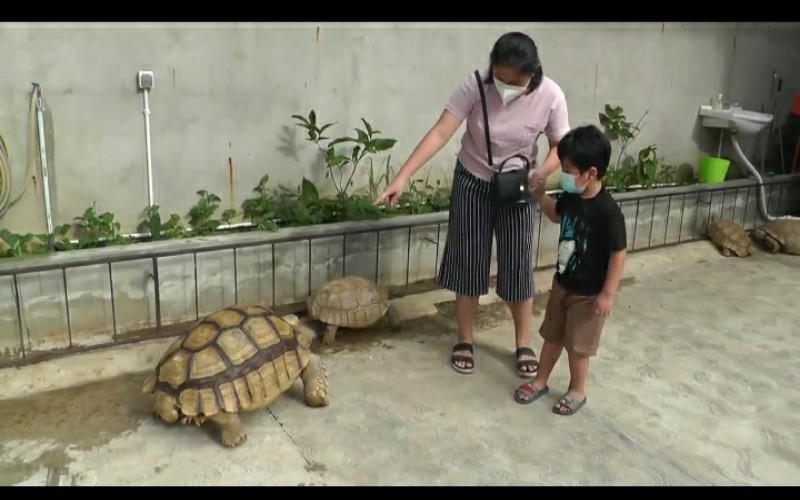 Lepas Setir, Pengusaha Travel Sukses Budidaya Kura-Kura Afrika di Palembang