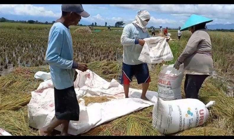  Harga Gabah Anjlok saat Panen Raya, Petani Brebes Menjerit