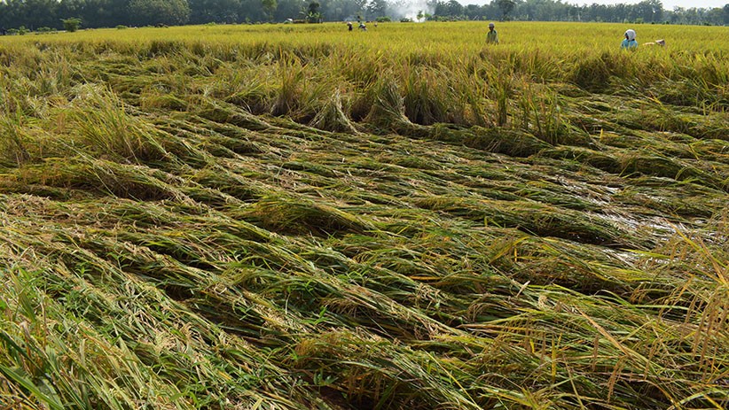 Tanaman Padi Roboh Diterjang Angin Kencang di Madiun - Bagian 1