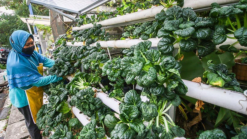 Warga Cempaka Putih Buat Pewarna Mie dari Sayuran Hidroponik - Bagian 3