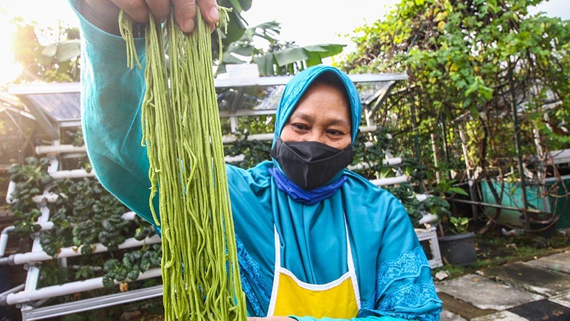 Warga Cempaka Putih Buat Pewarna Mie dari Sayuran Hidroponik - Bagian 1