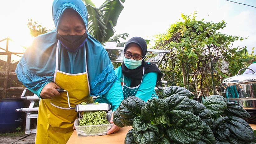 Warga Cempaka Putih Buat Pewarna Mie dari Sayuran Hidroponik - Bagian 2