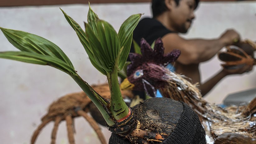 Bonsai Pohon Kelapa Berbentuk Ayam hingga Naga Dijual Rp500.000 - Bagian 2