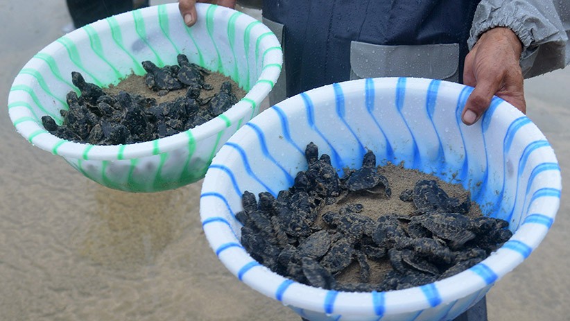 400 Ekor Anak Penyu Dilepas ke Kawasan Konservasi Pantai Lhoknga - Bagian 2