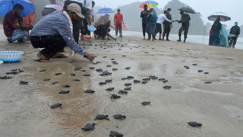 400 Ekor Anak Penyu Dilepas ke Kawasan Konservasi Pantai Lhoknga - Bagian 1