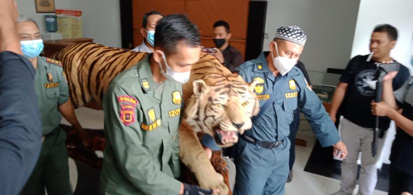 Polda Jambi Tangkap 3 Penjual Offset Harimau dan Sepasang Gading Gajah Sumatera
