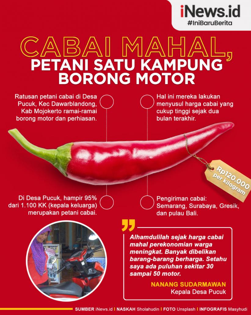 Infografis Cabai Mahal, Petani Satu Kampung Borong Motor