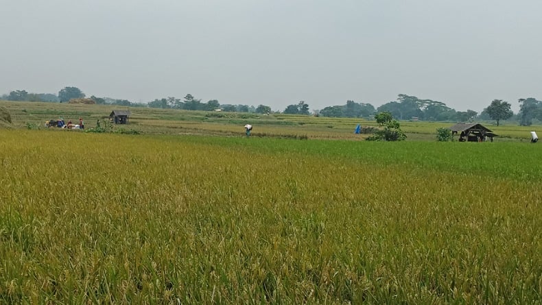 Produksi Beras di Sulut Masih Bisa Penuhi Kebutuhan Masyarakat