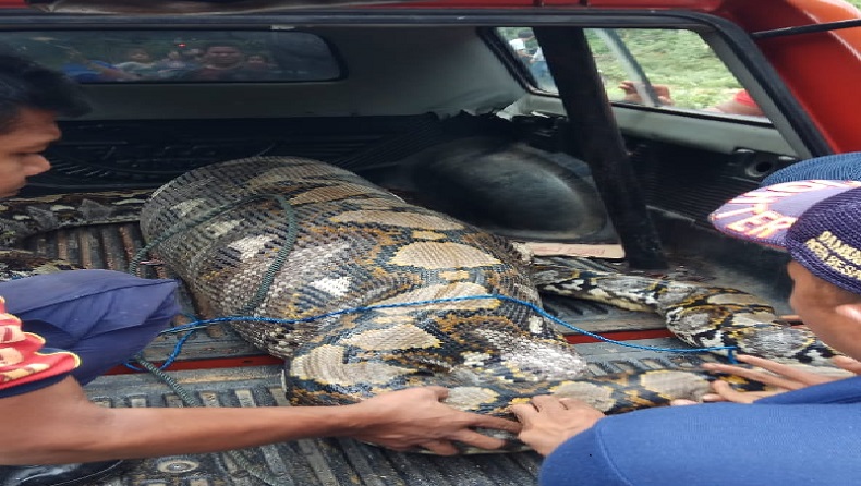 title Ngeri, Ular Piton 7 Meter Dievakuasi Petugas BPBD Aceh Besar usai Memangsa Anak Lembu Ngeri, Ular Piton 7 Meter Dievakuasi Petugas BPBD Aceh Besar usai Memangsa Anak Lembu