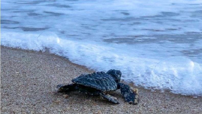 150 Ekor Anak Penyu Dilepasliarkan ke Laut di Aceh Besar