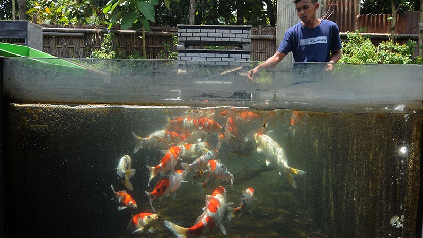 Budi Daya Ikan Koi, Santri Belajar Kembangkan Usaha Mandiri - Bagian 1