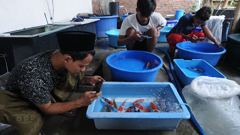 Budi Daya Ikan Koi, Santri Belajar Kembangkan Usaha Mandiri - Bagian 3