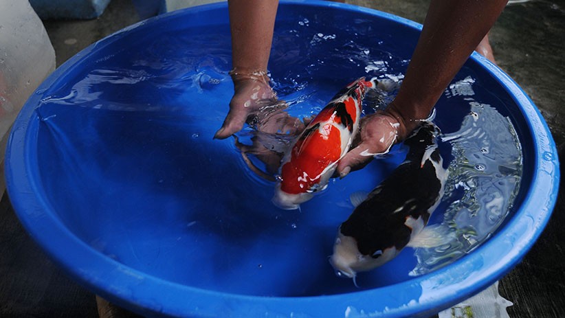 Budi Daya Ikan Koi, Santri Belajar Kembangkan Usaha Mandiri - Bagian 2