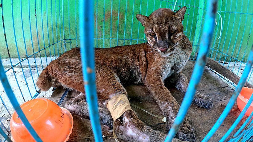 BKSDA Jambi Rawat Kucing Emas Asia Jantan - Bagian 2