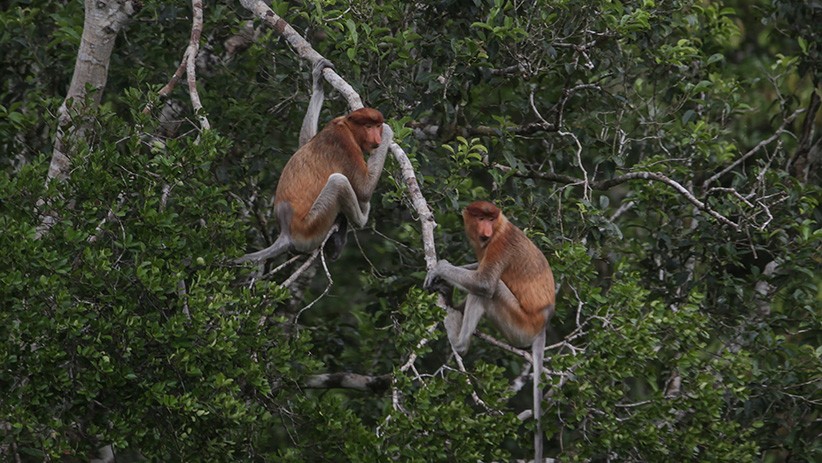Wisata Susur Sungai Kalbar, Melihat Orangutan dan Bekantan di Habitat Asli - Bagian 4