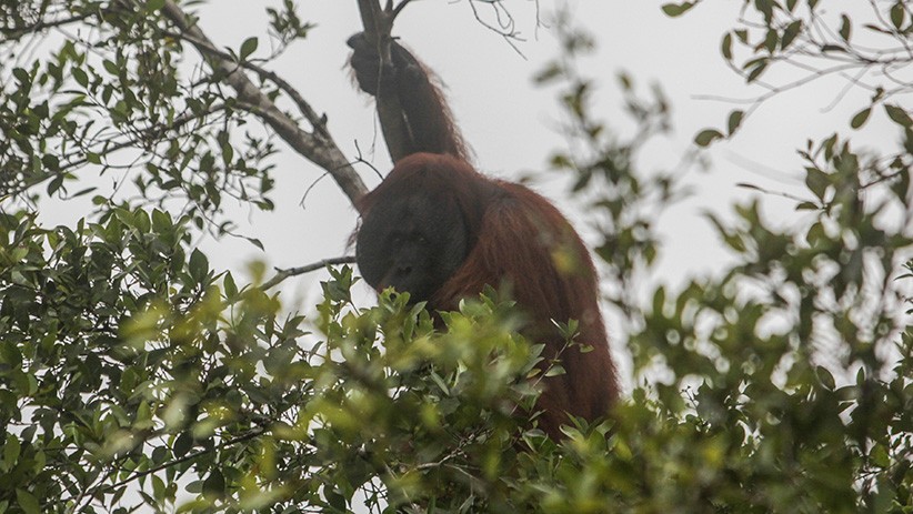 Wisata Susur Sungai Kalbar, Melihat Orangutan dan Bekantan di Habitat Asli - Bagian 3