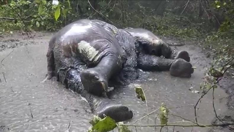 Gajah Betina 30 Tahun Ditemukan Mati Membusuk di Kubangan Kerbau Pidie, BKSDA Terjunkan Tim 