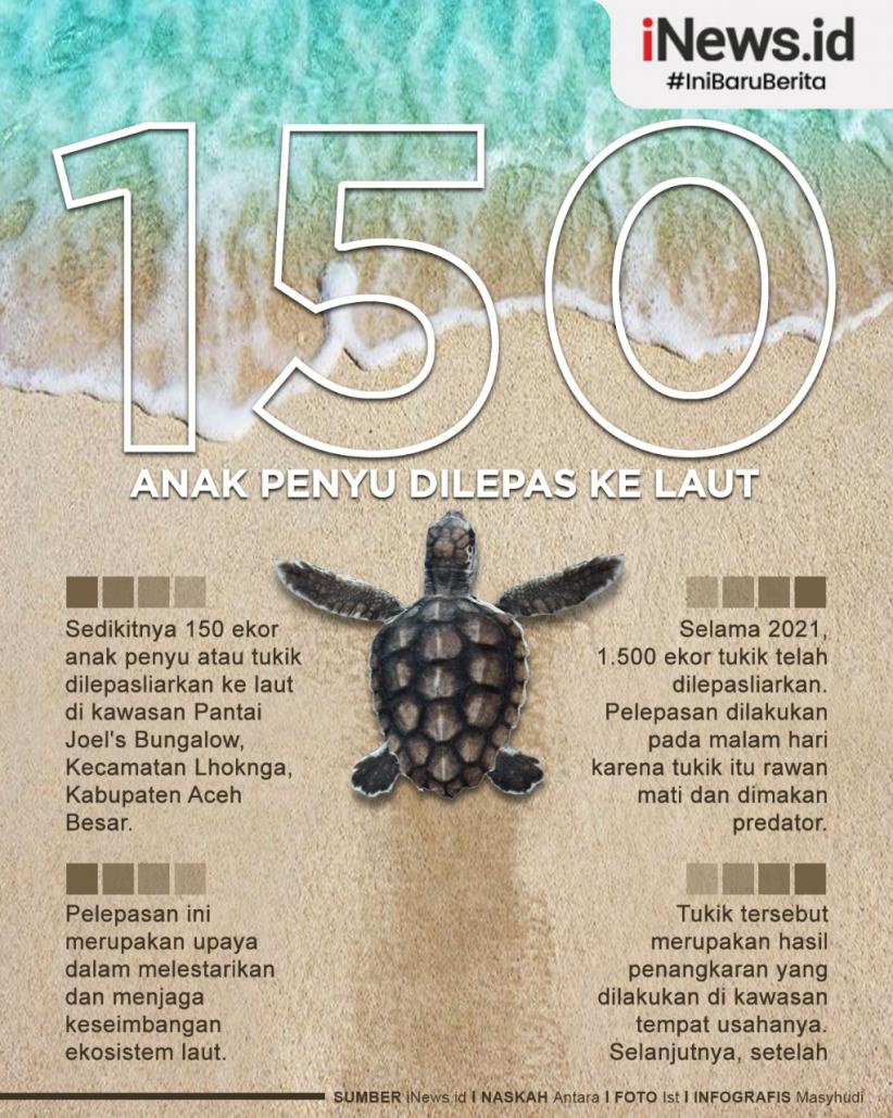 Infografis 150 Ekor Anak Penyu Dilepasliarkan ke Laut di Aceh Besar