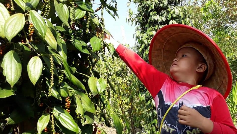 Tingkatkan Pertumbuhan Ekonomi, Petani Lada Belitung Didorong Bidik Pasar Ekspor