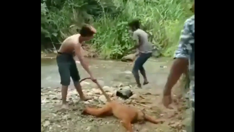 Viral, 3 Pemuda di Sumbar Kegirangan saat Siksa Simpai Sumatera