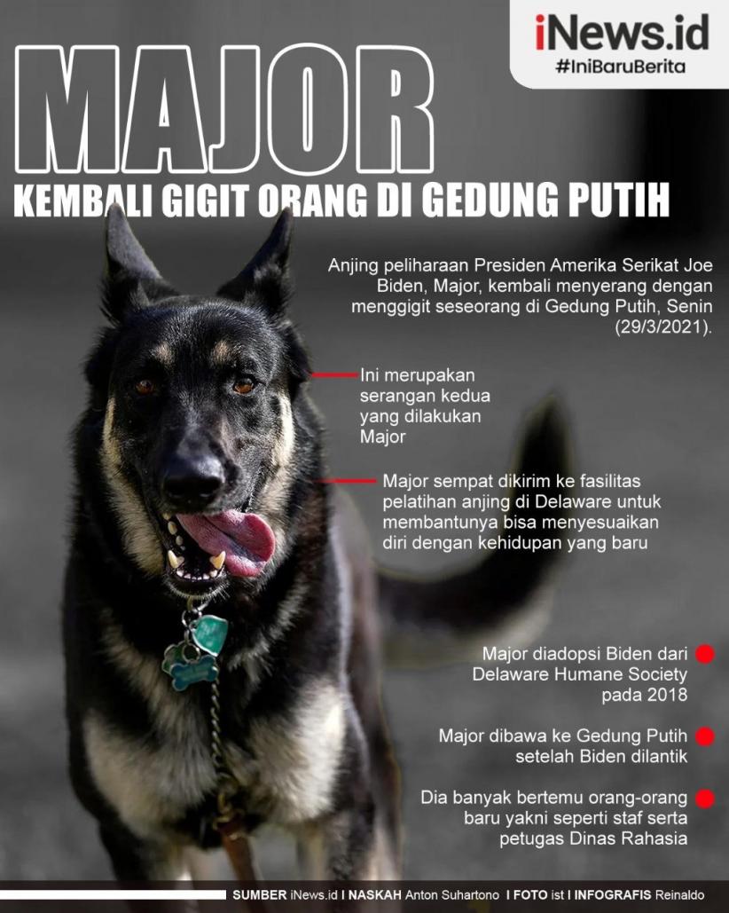 Infografis Anjing Joe Biden Gigit Orang Lagi