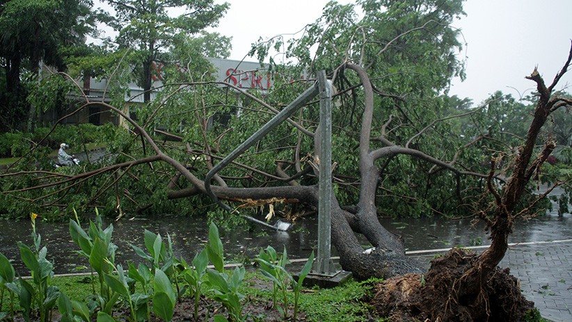 Pohon Tumbang Diterjang Angin Kencang Tutup Jalan Somba Opu Gowa - Bagian 2