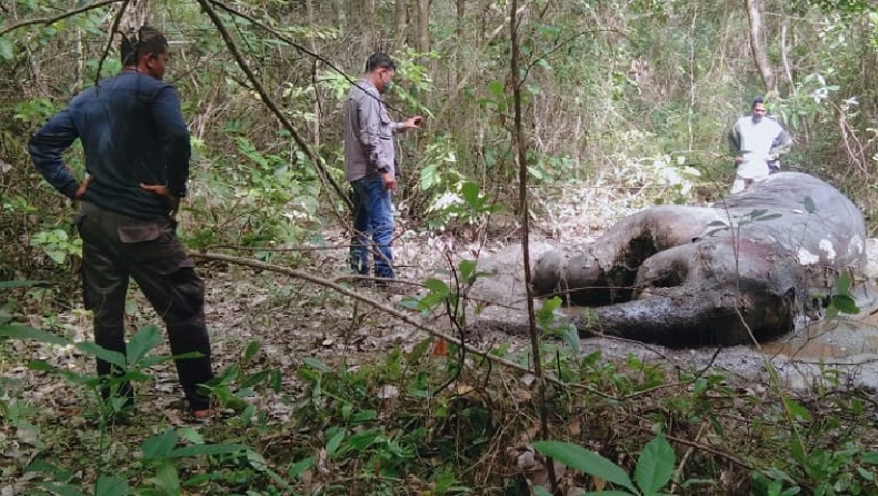 Gajah Betina Liar yang Mati di Pidie Diduga Keracunan