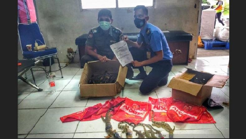 Penyelundupan 22 Anak Buaya Muara Digagalkan Petugas Bandara Pekanbaru, 7 Ekor Mati