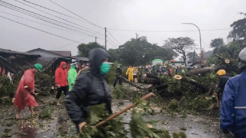 13 Pohon Tumbang di Gowa akibat Cuaca Ekstrem Dini Hari Tadi