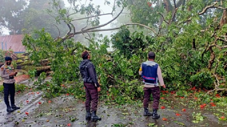 Dihantam Angin Kencang, Pohon Tumbang Tutup Akses Jalan Malino