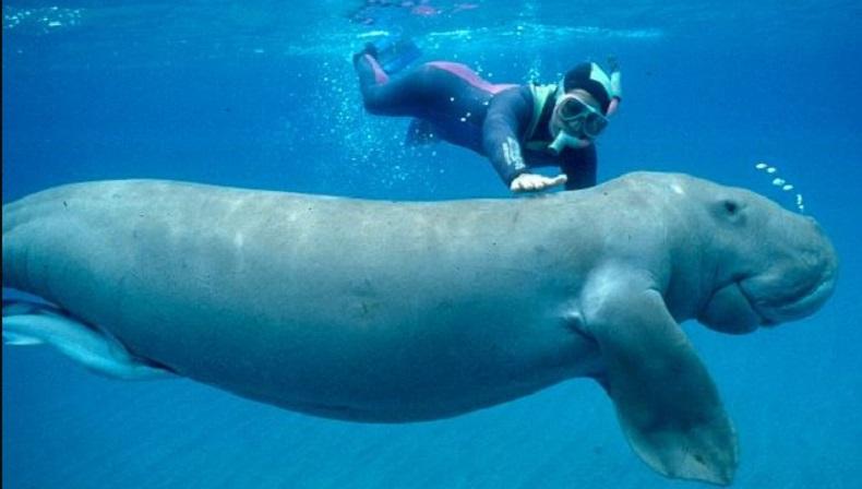 Pantai di Wasile Haltim Ini Suguhkan Kesempatan Bercengkerama dengan Dugong, Penasaran?