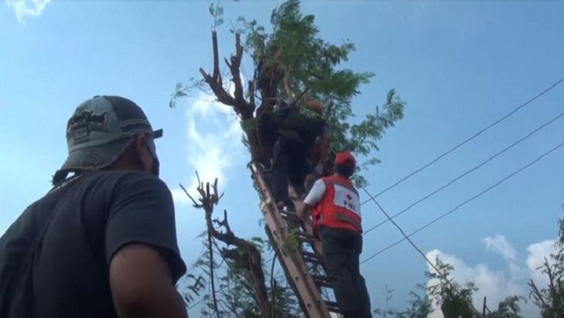 Demi Ternak, Petani di Mojokerto Tewas di Atas Pohon, Evakuasi Dramatis